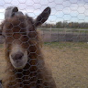 Meet your Posher, Carmin